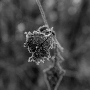 Frosty leaf