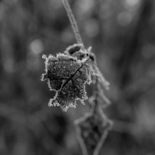 Frosty leaf